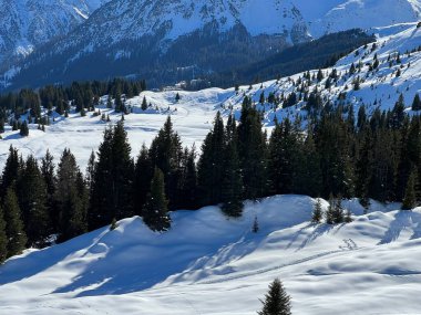 Picturesque canopies of alpine trees in a typical winter atmosphere in the Swiss Alps and over the tourist resort of Arosa - Canton of Grisons, Switzerland (Schweiz)