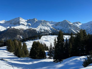Picturesque canopies of alpine trees in a typical winter atmosphere in the Swiss Alps and over the tourist resort of Arosa - Canton of Grisons, Switzerland (Schweiz)