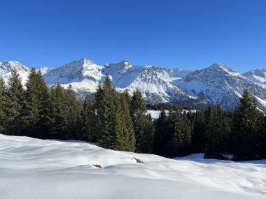 Picturesque canopies of alpine trees in a typical winter atmosphere in the Swiss Alps and over the tourist resort of Arosa - Canton of Grisons, Switzerland (Schweiz)