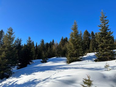 Picturesque canopies of alpine trees in a typical winter atmosphere in the Swiss Alps and over the tourist resort of Arosa - Canton of Grisons, Switzerland (Schweiz)