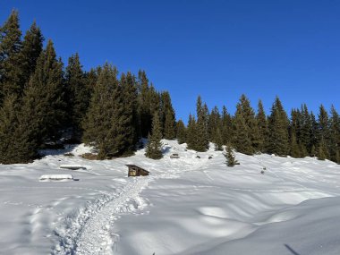 Picturesque canopies of alpine trees in a typical winter atmosphere in the Swiss Alps and over the tourist resort of Arosa - Canton of Grisons, Switzerland (Schweiz)