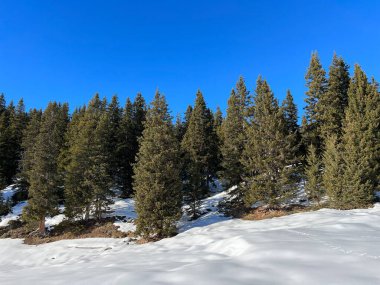 Picturesque canopies of alpine trees in a typical winter atmosphere in the Swiss Alps and over the tourist resort of Arosa - Canton of Grisons, Switzerland (Schweiz)