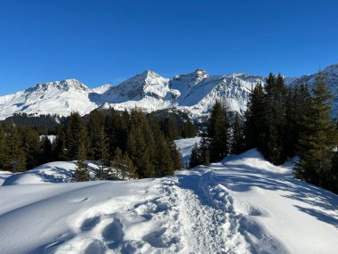 Picturesque canopies of alpine trees in a typical winter atmosphere in the Swiss Alps and over the tourist resort of Arosa - Canton of Grisons, Switzerland (Schweiz)