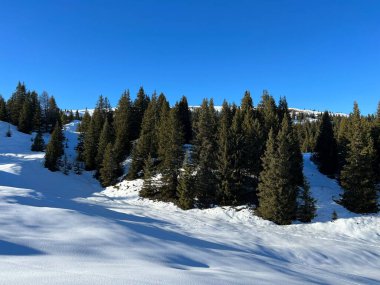 Picturesque canopies of alpine trees in a typical winter atmosphere in the Swiss Alps and over the tourist resort of Arosa - Canton of Grisons, Switzerland (Schweiz)