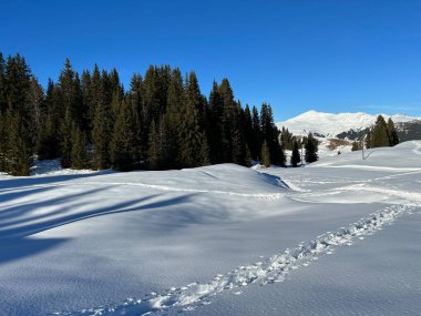Picturesque canopies of alpine trees in a typical winter atmosphere in the Swiss Alps and over the tourist resort of Arosa - Canton of Grisons, Switzerland (Schweiz)