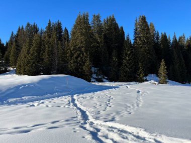 Picturesque canopies of alpine trees in a typical winter atmosphere in the Swiss Alps and over the tourist resort of Arosa - Canton of Grisons, Switzerland (Schweiz)