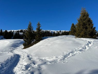 Wonderful winter hiking trails and traces in the fresh alpine snow cover of the Swiss Alps and over the tourist resort of Arosa - Canton of Grisons, Switzerland (Schweiz)