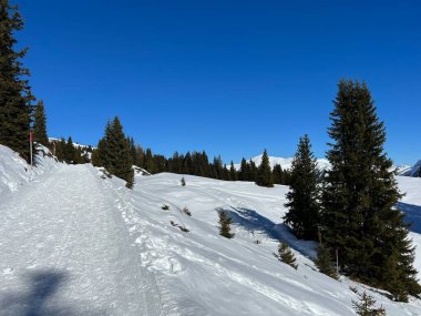 Excellently arranged and cleaned winter trails for walking, hiking, sports and recreation in the area of the Swiss tourist winter resort of Arosa - Canton of Grisons, Switzerland (Schweiz)
