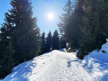 Excellently arranged and cleaned winter trails for walking, hiking, sports and recreation in the area of the Swiss tourist winter resort of Arosa - Canton of Grisons, Switzerland (Schweiz)