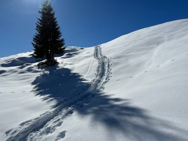 A magical play of sunlight and shadow during the alpine winter on the snowy slopes above the mountine Swiss tourist resort of Arosa - Canton of Grisons, Switzerland (Schweiz)