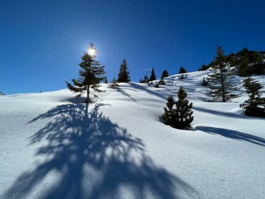 A magical play of sunlight and shadow during the alpine winter on the snowy slopes above the mountine Swiss tourist resort of Arosa - Canton of Grisons, Switzerland (Schweiz)
