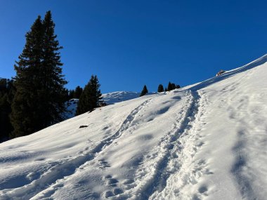 Wonderful winter hiking trails and traces in the fresh alpine snow cover of the Swiss Alps and over the tourist resort of Arosa - Canton of Grisons, Switzerland (Schweiz)