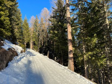 Excellently arranged and cleaned winter trails for walking, hiking, sports and recreation in the area of the Swiss tourist winter resort of Arosa - Canton of Grisons, Switzerland (Schweiz)