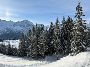 Picturesque canopies of alpine trees in a typical winter atmosphere in the Swiss Alps and over the tourist resort of Arosa - Canton of Grisons, Switzerland (Schweiz)