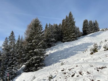 İsviçre Alpleri 'ndeki tipik kış atmosferindeki alp ağaçlarının ve İsviçre' nin Grisonlar Kantonu 'ndaki turizm beldesi Arosa' nın üzerindeki resim gibi gölgeler (Schweiz)