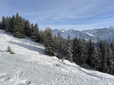 Picturesque canopies of alpine trees in a typical winter atmosphere in the Swiss Alps and over the tourist resort of Arosa - Canton of Grisons, Switzerland (Schweiz)