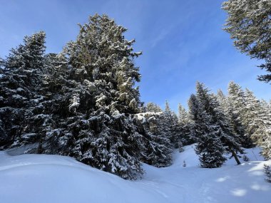 İsviçre Alpleri 'ndeki tipik kış atmosferindeki alp ağaçlarının ve İsviçre' nin Grisonlar Kantonu 'ndaki turizm beldesi Arosa' nın üzerindeki resim gibi gölgeler (Schweiz)