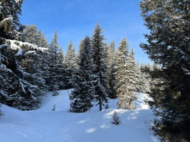 Picturesque canopies of alpine trees in a typical winter atmosphere in the Swiss Alps and over the tourist resort of Arosa - Canton of Grisons, Switzerland (Schweiz)