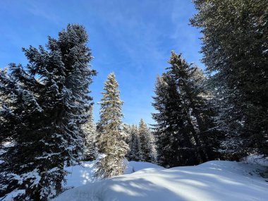 Picturesque canopies of alpine trees in a typical winter atmosphere in the Swiss Alps and over the tourist resort of Arosa - Canton of Grisons, Switzerland (Schweiz)