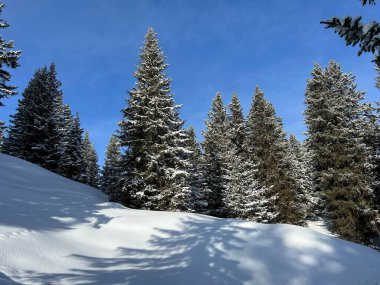 Picturesque canopies of alpine trees in a typical winter atmosphere in the Swiss Alps and over the tourist resort of Arosa - Canton of Grisons, Switzerland (Schweiz)