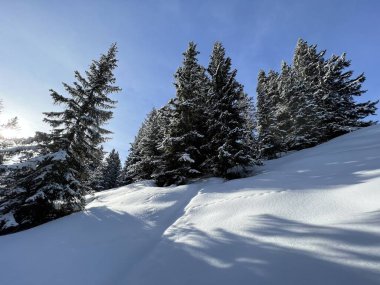 İsviçre Alpleri 'ndeki tipik kış atmosferindeki alp ağaçlarının ve İsviçre' nin Grisonlar Kantonu 'ndaki turizm beldesi Arosa' nın üzerindeki resim gibi gölgeler (Schweiz)