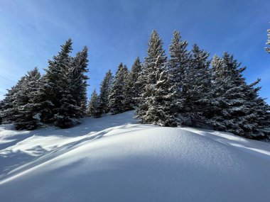 İsviçre Alpleri 'ndeki tipik kış atmosferindeki alp ağaçlarının ve İsviçre' nin Grisonlar Kantonu 'ndaki turizm beldesi Arosa' nın üzerindeki resim gibi gölgeler (Schweiz)