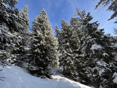 Picturesque canopies of alpine trees in a typical winter atmosphere in the Swiss Alps and over the tourist resort of Arosa - Canton of Grisons, Switzerland (Schweiz)