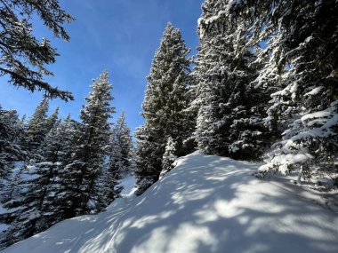 Picturesque canopies of alpine trees in a typical winter atmosphere in the Swiss Alps and over the tourist resort of Arosa - Canton of Grisons, Switzerland (Schweiz)