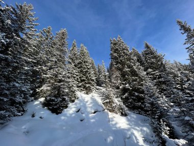 Picturesque canopies of alpine trees in a typical winter atmosphere in the Swiss Alps and over the tourist resort of Arosa - Canton of Grisons, Switzerland (Schweiz)