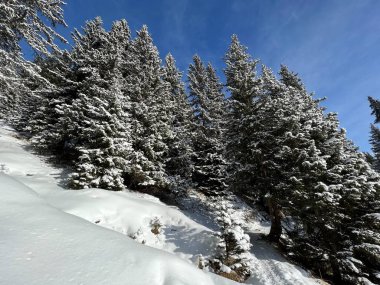 Picturesque canopies of alpine trees in a typical winter atmosphere in the Swiss Alps and over the tourist resort of Arosa - Canton of Grisons, Switzerland (Schweiz)