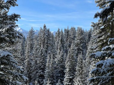 Picturesque canopies of alpine trees in a typical winter atmosphere in the Swiss Alps and over the tourist resort of Arosa - Canton of Grisons, Switzerland (Schweiz)