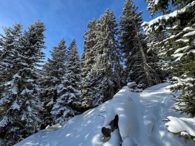 Picturesque canopies of alpine trees in a typical winter atmosphere in the Swiss Alps and over the tourist resort of Arosa - Canton of Grisons, Switzerland (Schweiz)