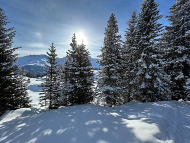 Picturesque canopies of alpine trees in a typical winter atmosphere in the Swiss Alps and over the tourist resort of Arosa - Canton of Grisons, Switzerland (Schweiz)