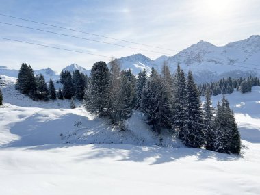 Picturesque canopies of alpine trees in a typical winter atmosphere in the Swiss Alps and over the tourist resort of Arosa - Canton of Grisons, Switzerland (Schweiz)