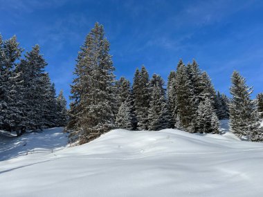 Picturesque canopies of alpine trees in a typical winter atmosphere in the Swiss Alps and over the tourist resort of Arosa - Canton of Grisons, Switzerland (Schweiz)