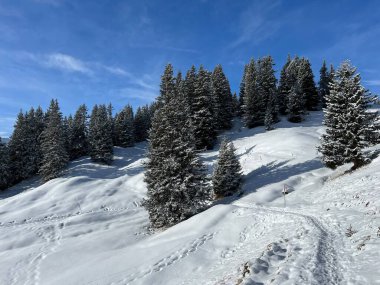 İsviçre Alpleri 'ndeki tipik kış atmosferindeki alp ağaçlarının ve İsviçre' nin Grisonlar Kantonu 'ndaki turizm beldesi Arosa' nın üzerindeki resim gibi gölgeler (Schweiz)