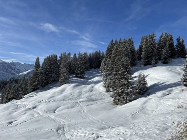 İsviçre Alpleri 'ndeki tipik kış atmosferindeki alp ağaçlarının ve İsviçre' nin Grisonlar Kantonu 'ndaki turizm beldesi Arosa' nın üzerindeki resim gibi gölgeler (Schweiz)