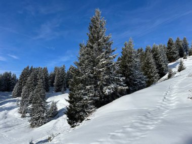 Picturesque canopies of alpine trees in a typical winter atmosphere in the Swiss Alps and over the tourist resort of Arosa - Canton of Grisons, Switzerland (Schweiz)