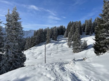 Picturesque canopies of alpine trees in a typical winter atmosphere in the Swiss Alps and over the tourist resort of Arosa - Canton of Grisons, Switzerland (Schweiz)