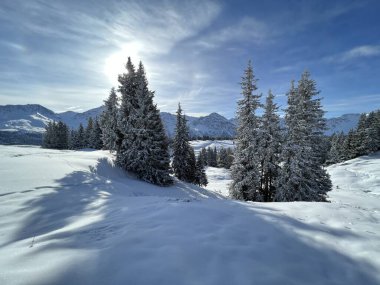 Picturesque canopies of alpine trees in a typical winter atmosphere in the Swiss Alps and over the tourist resort of Arosa - Canton of Grisons, Switzerland (Schweiz)