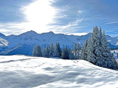 Picturesque canopies of alpine trees in a typical winter atmosphere in the Swiss Alps and over the tourist resort of Arosa - Canton of Grisons, Switzerland (Schweiz)