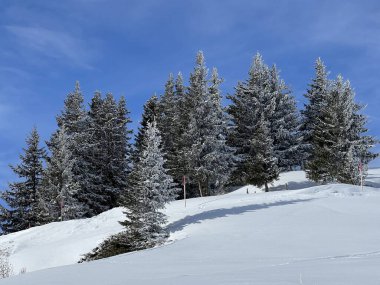 Picturesque canopies of alpine trees in a typical winter atmosphere in the Swiss Alps and over the tourist resort of Arosa - Canton of Grisons, Switzerland (Schweiz)