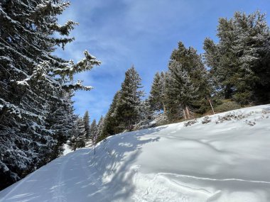İsviçre Alpleri 'ndeki tipik kış atmosferindeki alp ağaçlarının ve İsviçre' nin Grisonlar Kantonu 'ndaki turizm beldesi Arosa' nın üzerindeki resim gibi gölgeler (Schweiz)