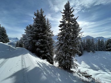 Picturesque canopies of alpine trees in a typical winter atmosphere in the Swiss Alps and over the tourist resort of Arosa - Canton of Grisons, Switzerland (Schweiz)