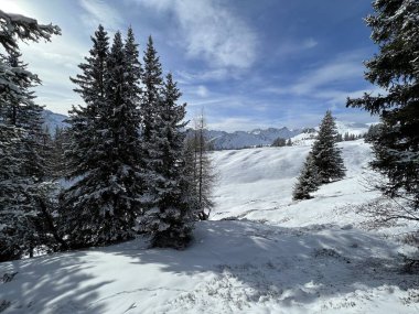 Picturesque canopies of alpine trees in a typical winter atmosphere in the Swiss Alps and over the tourist resort of Arosa - Canton of Grisons, Switzerland (Schweiz)