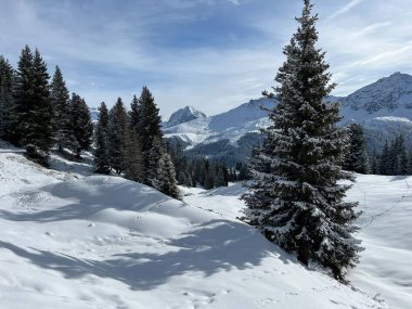 İsviçre Alpleri 'ndeki tipik kış atmosferindeki alp ağaçlarının ve İsviçre' nin Grisonlar Kantonu 'ndaki turizm beldesi Arosa' nın üzerindeki resim gibi gölgeler (Schweiz)