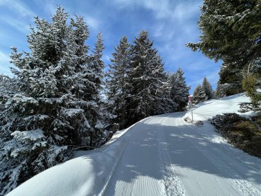 Excellently arranged and cleaned winter trails for walking, hiking, sports and recreation in the area of the Swiss tourist winter resort of Arosa - Canton of Grisons, Switzerland (Schweiz)
