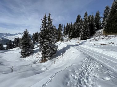 Excellently arranged and cleaned winter trails for walking, hiking, sports and recreation in the area of the Swiss tourist winter resort of Arosa - Canton of Grisons, Switzerland (Schweiz)