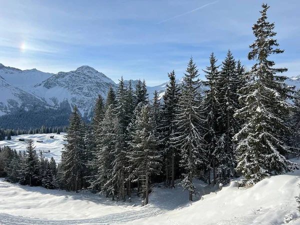Pintorescas Copas Árboles Alpinos Ambiente Típico Invierno Los Alpes Suizos — Foto de Stock