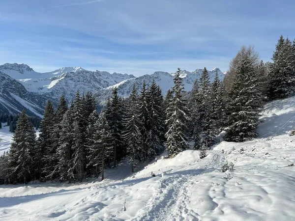 Γραφικά Στέγαστρα Αλπικών Δέντρων Μια Τυπική Χειμερινή Ατμόσφαιρα Στις Ελβετικές — Φωτογραφία Αρχείου